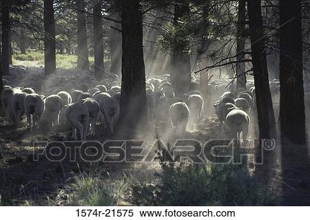 Stock Photography - Herd of sheep in the woods. Fotosearch