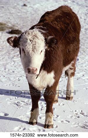 Hereford calf on a snow field View Large Photo Image Stock Image - Hereford calf on a snow field. Fotosearch