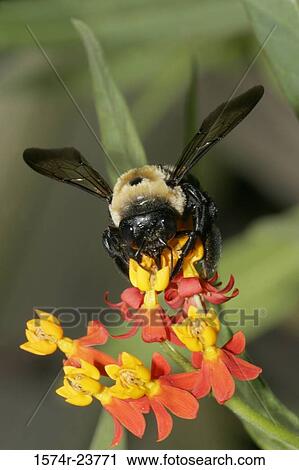 High angle view of a bee on a flower pollinating View Large Photo Image Stock Image - High angle view of a bee on a flower pollinating. Fotosearch