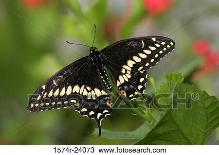 Stock Image - High angle view of a Black Swallowtail Butterfly on a leaf (Papilio polyxenes). Fotosearch