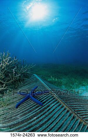 High angle view of a Blue Starfish underwater (Linckia laevigata) View Large Photo Image Stock Image - High angle view of a Blue Starfish underwater (Linckia laevigata). Fotosearch