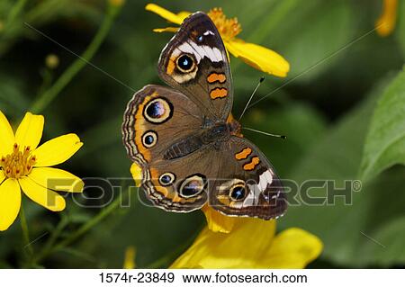 High angle view of a Common Buckeye butterfly pollinating a flower (Junonia coenia) View Large Photo Image Stock Photo - High angle view of a Common Buckeye butterfly pollinating a flower (Junonia coenia). Fotosearch
