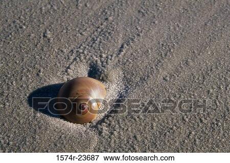 High angle view of a conch shell on the sand View Large Photo Image Stock Photo - High angle view of a conch shell on the sand. Fotosearch
