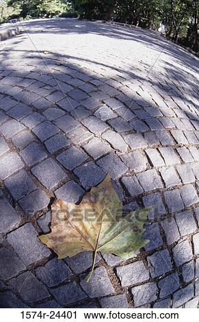 High angle view of a fallen maple leaf on a walkway View Large Photo Image Stock Image - High angle view of a fallen maple leaf on a walkway. Fotosearch