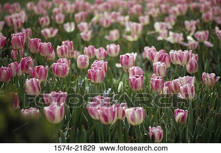 High angle view of a field of tulips View Large Photo Image Stock Photo - High angle view of a field of tulips. Fotosearch