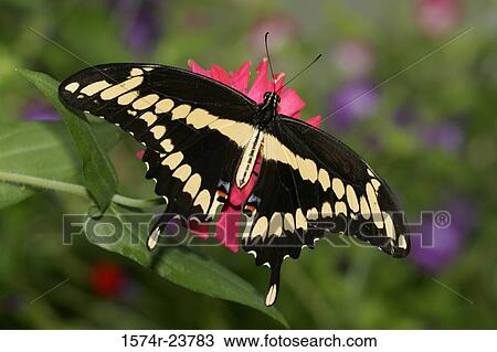 Stock Image - High angle view of a Giant Swallowtail Butterfly on a flower pollinating (Papilio cresphontes). Fotosearch