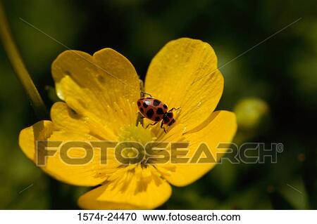 High angle view of a ladybug on a flower View Large Photo Image Stock Image - High angle view of a ladybug on a flower. Fotosearch