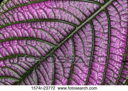 Stock Image - High angle view of a leaf of a Persian Shield (Strobilanthes dyerianus). Fotosearch