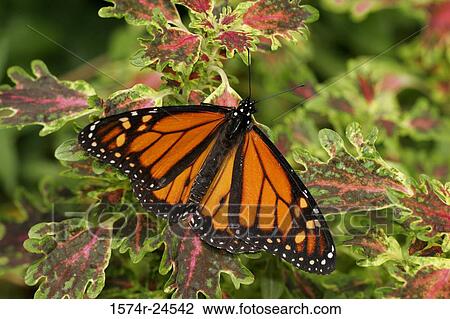 High angle view of a Monarch butterfly on a leaf of a coleus plant (Danaus plexippus) View Large Photo Image Stock Image - High angle view of a Monarch butterfly on a leaf of a coleus plant (Danaus plexippus). Fotosearch