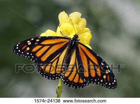 Stock Photo - High angle view of a Monarch butterfly pollinating a flower (Danaus plexippus). Fotosearch