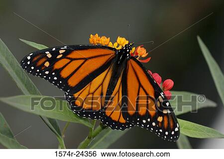 High angle view of a Monarch butterfly pollinating a flower (Danaus plexippus) View Large Photo Image Stock Photograph - High angle view of a Monarch butterfly pollinating a flower (Danaus plexippus). Fotosearch