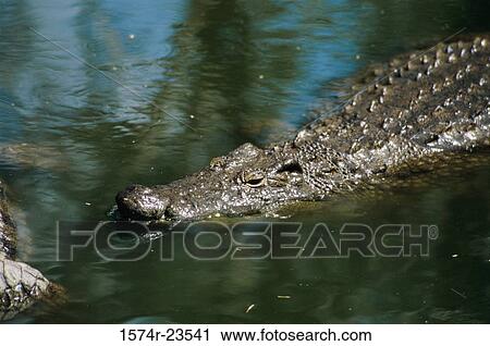 High angle view of a Nile Crocodile swimming in a river (Crocodylus niloticus) View Large Photo Image Stock Image - High angle view of a Nile Crocodile swimming in a river (Crocodylus niloticus). Fotosearch