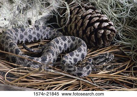 High angle view of a Pygmy Rattlesnake View Large Photo Image Stock Photography - High angle view of a Pygmy Rattlesnake. Fotosearch