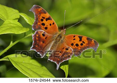High angle view of a Question Mark butterfly on a leaf (Polygonia interrogationis) View Large Photo Image Picture - High angle view of a Question Mark butterfly on a leaf (Polygonia interrogationis). Fotosearch