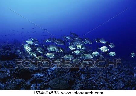 High angle view of a school of fish swimming underwater View Large Photo Image Stock Image - High angle view of a school of fish swimming underwater. Fotosearch