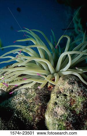 High angle view of a Sea Anemone underwater View Large Photo Image Stock Image - High angle view of a Sea Anemone underwater. Fotosearch