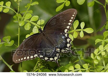 High angle view of a Spicebush Swallowtail Butterfly on leaves (Papilio troilus) View Large Photo Image Stock Photograph - High angle view of a Spicebush Swallowtail Butterfly on leaves (Papilio troilus). Fotosearch