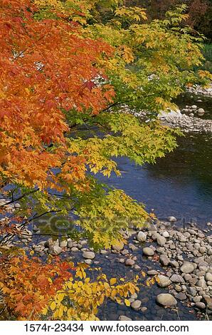 High angle view of a stream in a forest View Large Photo Image Picture - High angle view of a stream in a forest. Fotosearch