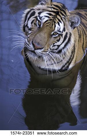 High angle view of a tiger in water (Panthera Tigris) View Large Photo Image Stock Image - High angle view of a tiger in water (Panthera Tigris). Fotosearch