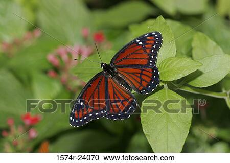 High angle view of a Viceroy Butterfly on a leaf (Limenitis archippus) View Large Photo Image Stock Image - High angle view of a Viceroy Butterfly on a leaf (Limenitis archippus). Fotosearch