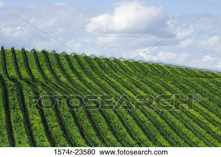 High angle view of a vineyard, Sonoma Valley, California, USA View Large Photo Image Stock Image - High angle view of a vineyard, Sonoma Valley, California, USA. Fotosearch