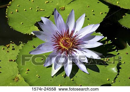 Stock Photo - High angle view of a water lily floating on water. Fotosearch
