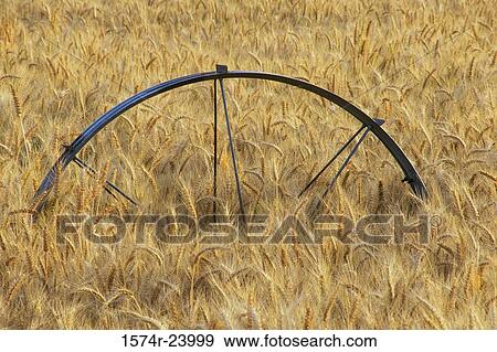 High angle view of an agricultural sprinkler in a wheat field View Large Photo Image Stock Photo - High angle view of an agricultural sprinkler in a wheat field. Fotosearch
