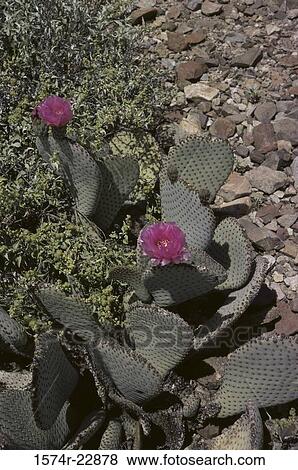 High angle view of Beavertail Prickly Pear Cactus View Large Photo Image Stock Photo - High angle view of Beavertail Prickly Pear Cactus. Fotosearch