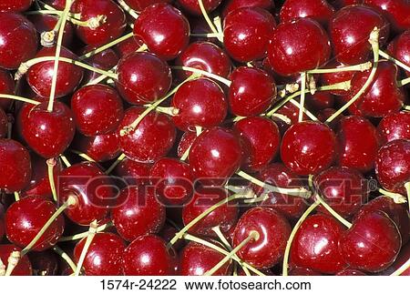 High angle view of bing cherries View Large Photo Image Stock Image - High angle view of bing cherries. Fotosearch