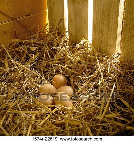 High angle view of brown eggs on straw View Large Photo Image Stock Photo - High angle view of brown eggs on straw. Fotosearch