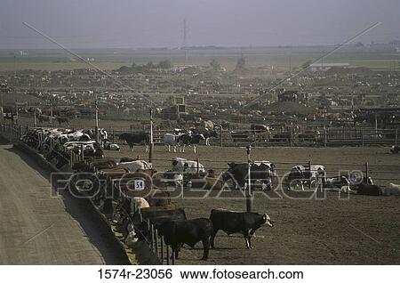 High angle view of cattle enclosed in a fence, California, USA View Large Photo Image Stock Photograph - High angle view of cattle enclosed in a fence, California, USA. Fotosearch