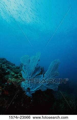 High angle view of coral in the sea View Large Photo Image Stock Photograph - High angle view of coral in the sea. Fotosearch