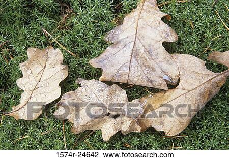 High angle view of dry leaves on grass View Large Photo Image Stock Image - High angle view of dry leaves on grass. Fotosearch