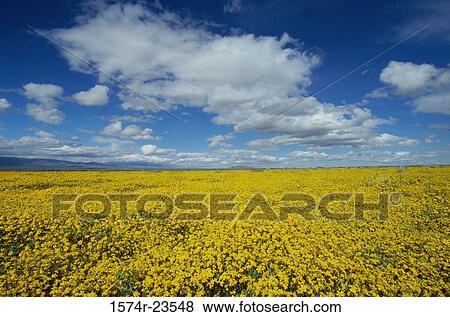 Stock Photo - High angle view of goldfield flowers in a field, Antelope Valley, California, USA (Lasthenia californica). Fotosearch