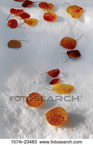 Stock Image - High angle view of leaves on the snow. Fotosearch