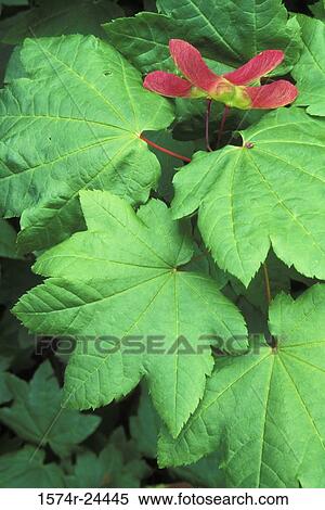 High angle view of leaves, Vine Maple, Deschutes National Forest, Oregon, USA (Acer circinatum) View Large Photo Image Stock Photography - High angle view of leaves, Vine Maple, Deschutes National Forest, Oregon, USA (Acer circinatum). Fotosearch