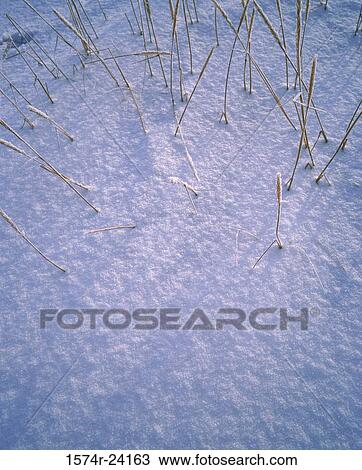 High angle view of reeds in a snow covered field, Iceland View Large Photo Image Stock Image - High angle view of reeds in a snow covered field, Iceland. Fotosearch