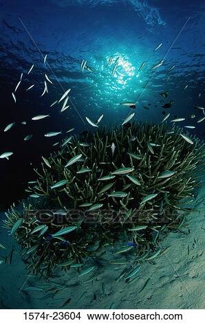 High angle view of school of fish View Large Photo Image Picture - High angle view of school of fish. Fotosearch
