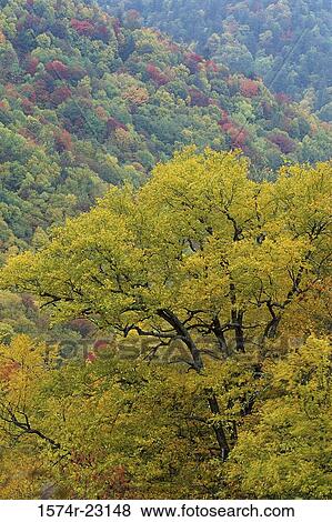 High angle view of trees in a forest, Great Smoky Mountains National Park, Tennessee, USA View Large Photo Image Stock Photo - High angle view of trees in a forest, Great Smoky Mountains National Park, Tennessee, USA. Fotosearch