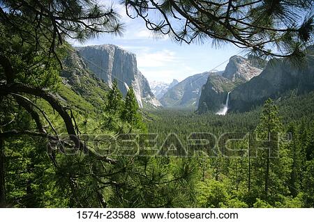 High angle view of trees in a valley, Yosemite Valley, Yosemite National Park, California, USA View Large Photo Image Stock Photo - High angle view of trees in a valley, Yosemite Valley, Yosemite National Park, California, USA. Fotosearch