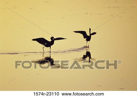 High angle view of two Reddish Egrets wading in water (Egretta rufescens) View Large Photo Image Stock Image - High angle view of two Reddish Egrets wading in water (Egretta rufescens). Fotosearch