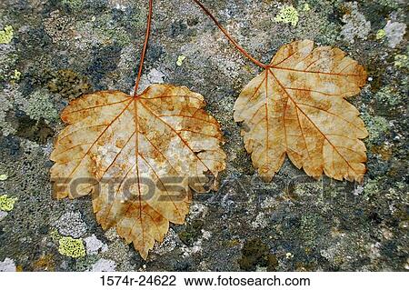High angle view of two vine maple leaves View Large Photo Image Stock Image - High angle view of two vine maple leaves. Fotosearch