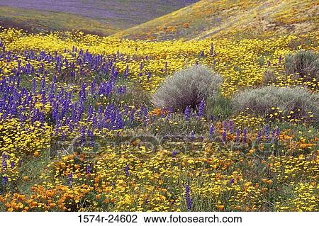 High angle view of wildflowers in a field, Gorman, California, USA View Large Photo Image Stock Image - High angle view of wildflowers in a field, Gorman, California, USA. Fotosearch