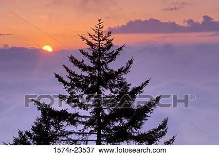 High section view of a coniferous tree, Great Smoky Mountains National Park, Tennessee, USA View Large Photo Image Stock Photo - High section view of a coniferous tree, Great Smoky Mountains National Park, Tennessee, USA. Fotosearch