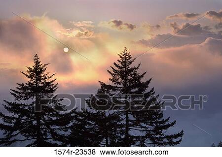 High section view of coniferous trees, Great Smoky Mountains National Park, Tennessee, USA View Large Photo Image Stock Photo - High section view of coniferous trees, Great Smoky Mountains National Park, Tennessee, USA. Fotosearch