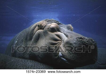 Hippopotamus submerged in water View Large Photo Image Stock Photo - Hippopotamus submerged in water. Fotosearch