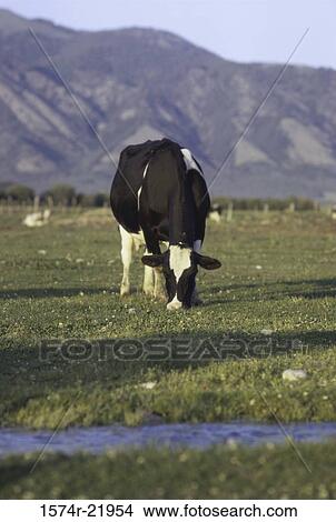 Holstein cow grazing on a grassy field View Large Photo Image Picture - Holstein cow grazing on a grassy field. Fotosearch