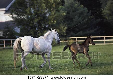 Horse and a foal running in a field, Hartsville, Massachusetts, USA View Large Photo Image Picture - Horse and a foal running in a field, Hartsville, Massachusetts, USA. Fotosearch