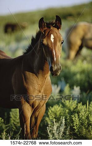 Horse standing in a field View Large Photo Image Stock Photo - Horse standing in a field. Fotosearch