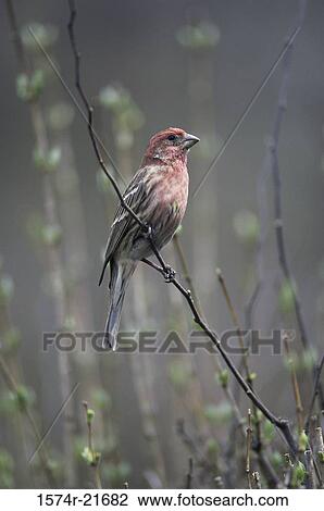 House Finch on a branch View Large Photo Image Stock Image - House Finch on a branch. Fotosearch